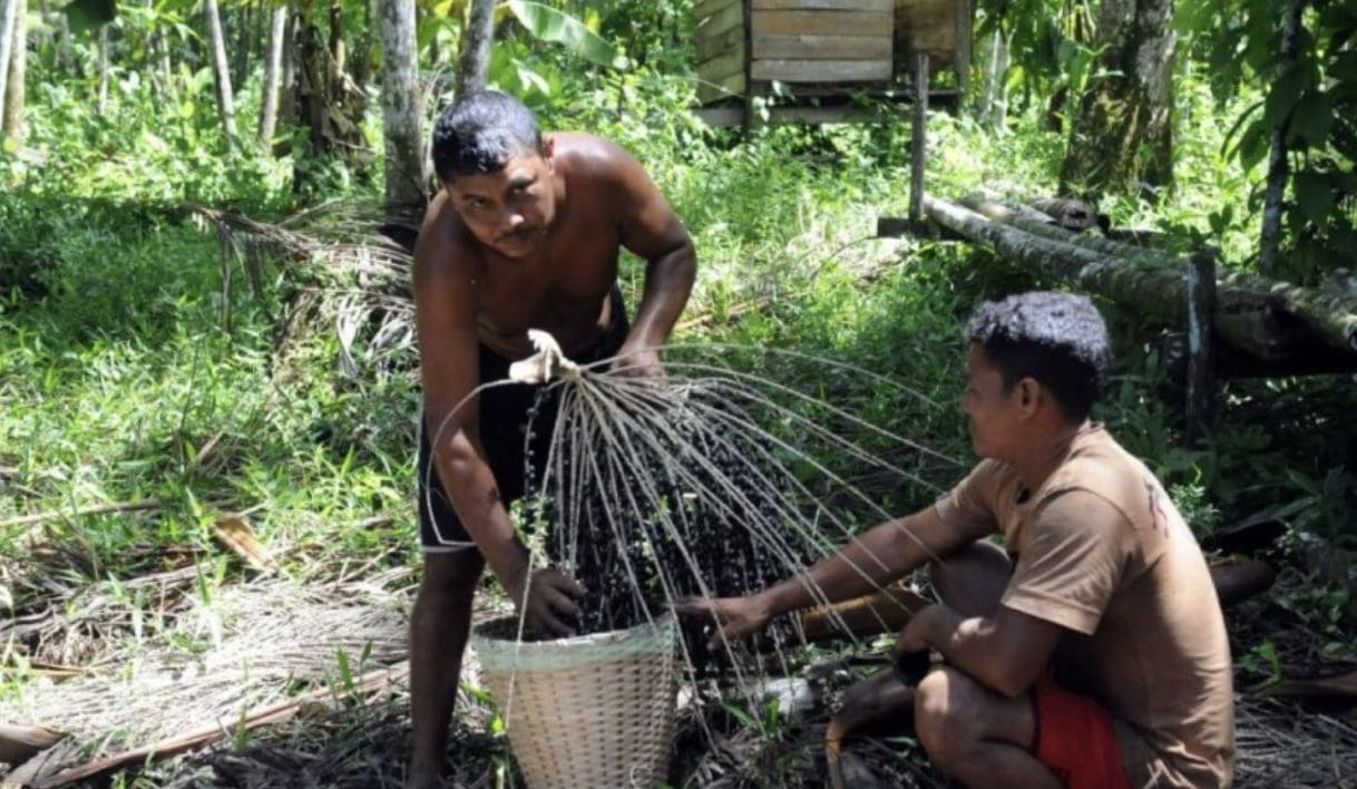 Mais de 1,1 mil famílias da Amazônia receberão até R$ 8 mil por preservação da floresta