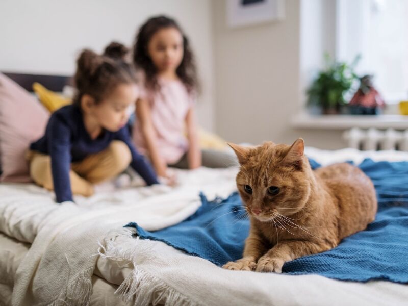 Férias: com mais gente em casa, pets também são impactados pela nova rotina