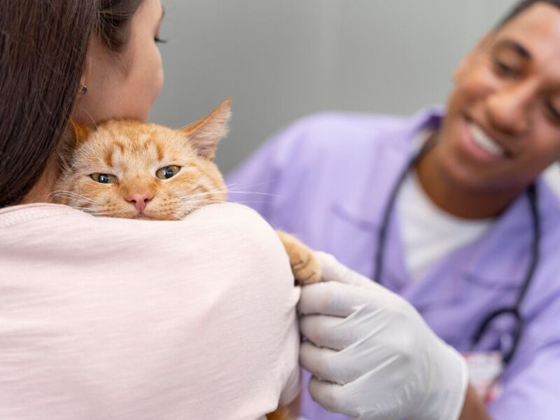 Evento gratuito celebra Dia do Médico Veterinário na Zona Oeste do Recife