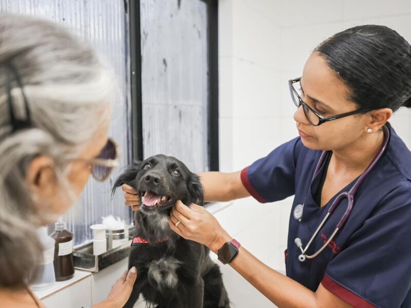 Recife: Castramóvel abre 1.354 vagas gratuitas para castração em setembro