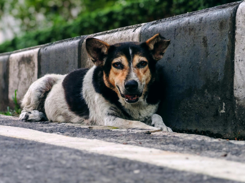 Por que pet na rua é uma questão de saúde pública?