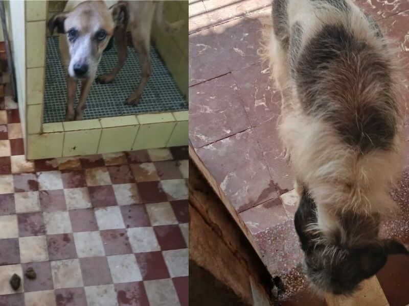 Mulher é presa suspeita de maus