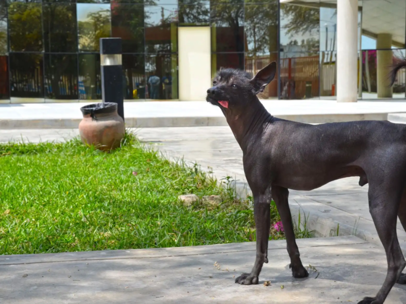 Cães guiavam pessoas no pós morte há 1.200 anos no Peru, dizem pesquisadores