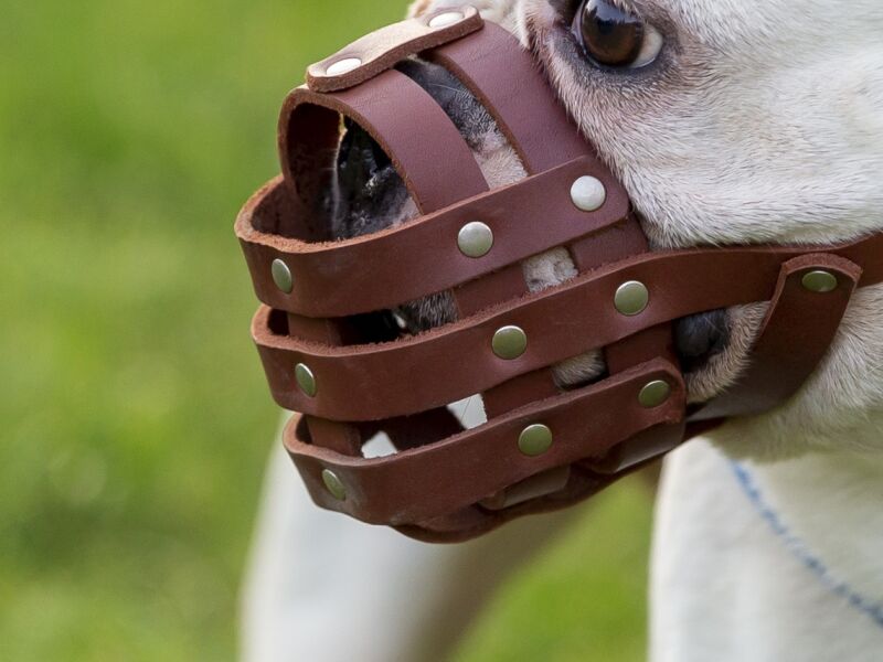 Recife: Justiça condena tutor que andou com American Bully sem focinheira em áreas comuns de prédio