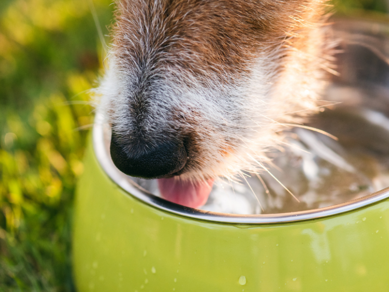 Frio não diminui a importância de beber água: saiba como manter seu pet bem hidratado no inverno