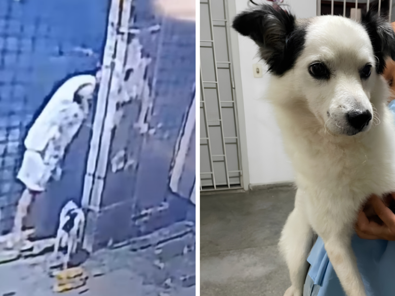 Câmera de segurança flagra momento em que cachorro é abandonado em Candeias