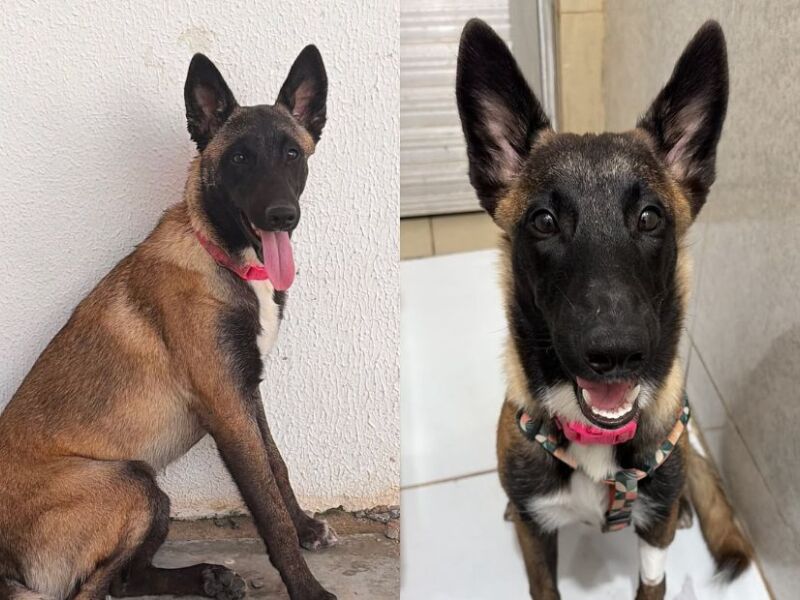 Veterinária procura cachorrinha que fugiu um dia após cirurgia em Nossa Senhora do ?