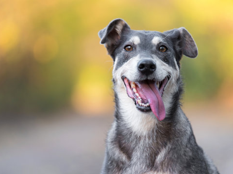 Dia Mundial do Cachorro: 10 cuidados essenciais para promover a saúde do seu cãozinho
