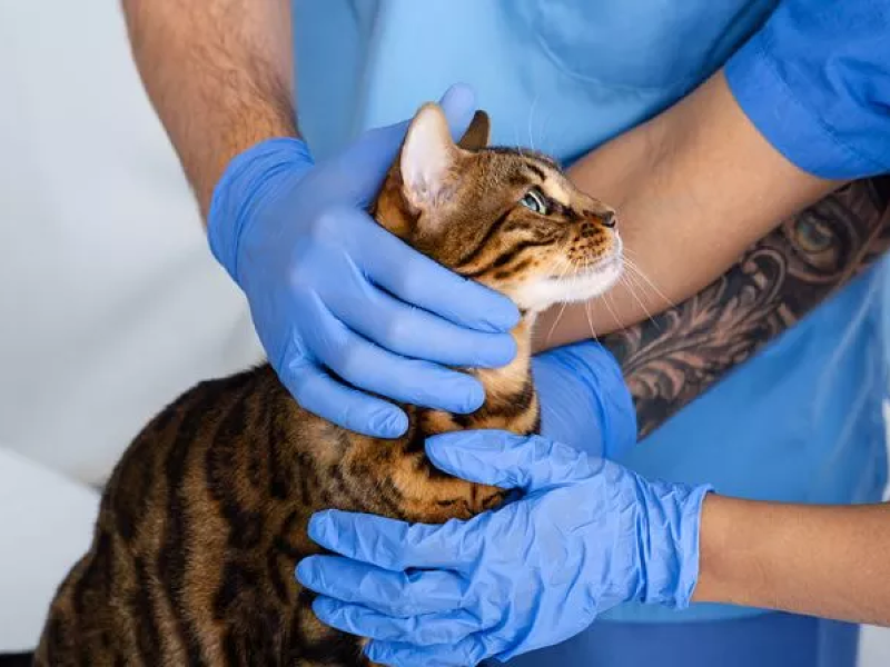 Apenas 16% dos tutores associam vacinação à saúde dos gatos, aponta pesquisa