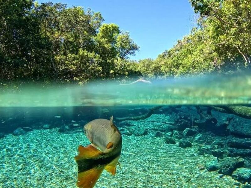 Bonito (MS):onde a natureza vira Experiência!