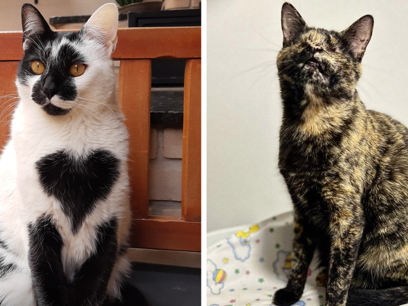 Concurso para eleger o gato mais bonito do Brasil recebe inscrições a partir da segunda