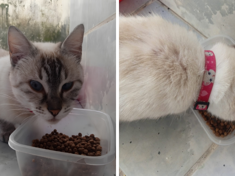 Gatinha com coleira é encontrada em Jaboatão dos Guararapes