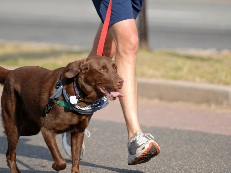 CãoMinhada: caminhada arrecada fundos para organizações de proteção animal