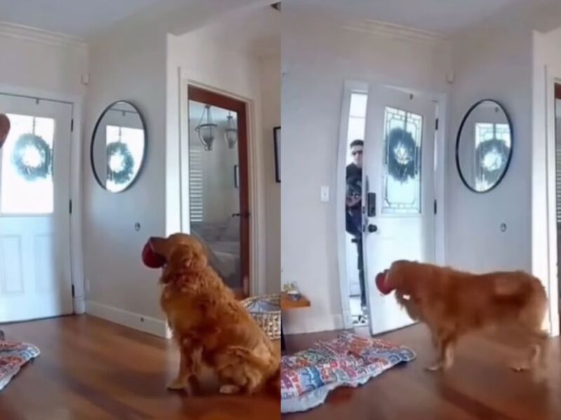 Golden retriever viraliza ao tentar brincar com invasor de casa: "Não é o melhor cão de guarda"