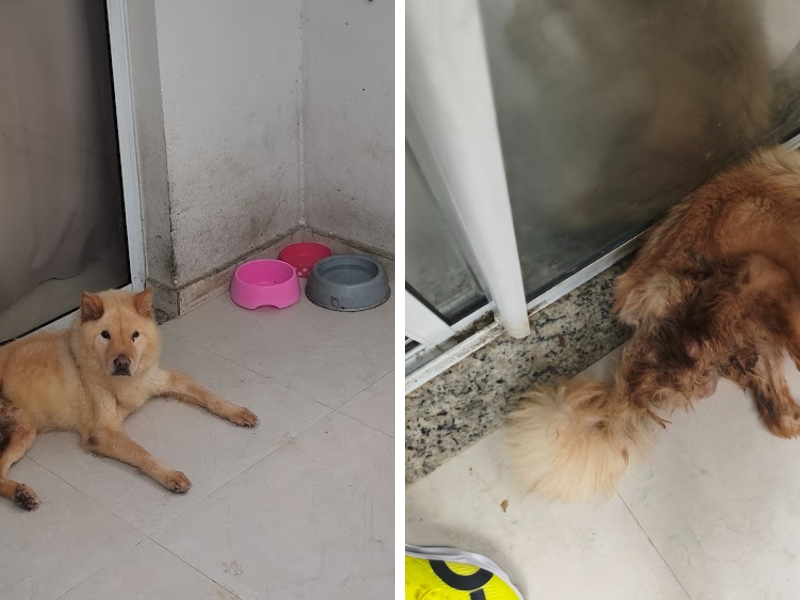 Omissão é maus-tratos! Caso do ES chama atenção para descaso com tratamento de saúde de pets