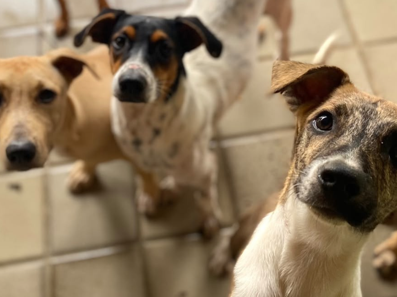 Dia Nacional da Adoção de Animais: saiba como ajudar ONGs que trabalham com pets vulneráveis