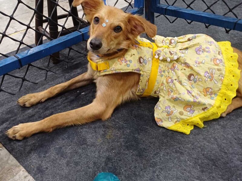 Olinda recebe evento de adoção de cães e gatos no dia 12 de setembro