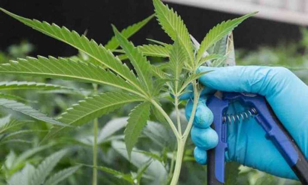 Anvisa publica relatório sobre cultivo medicinal de cannabis