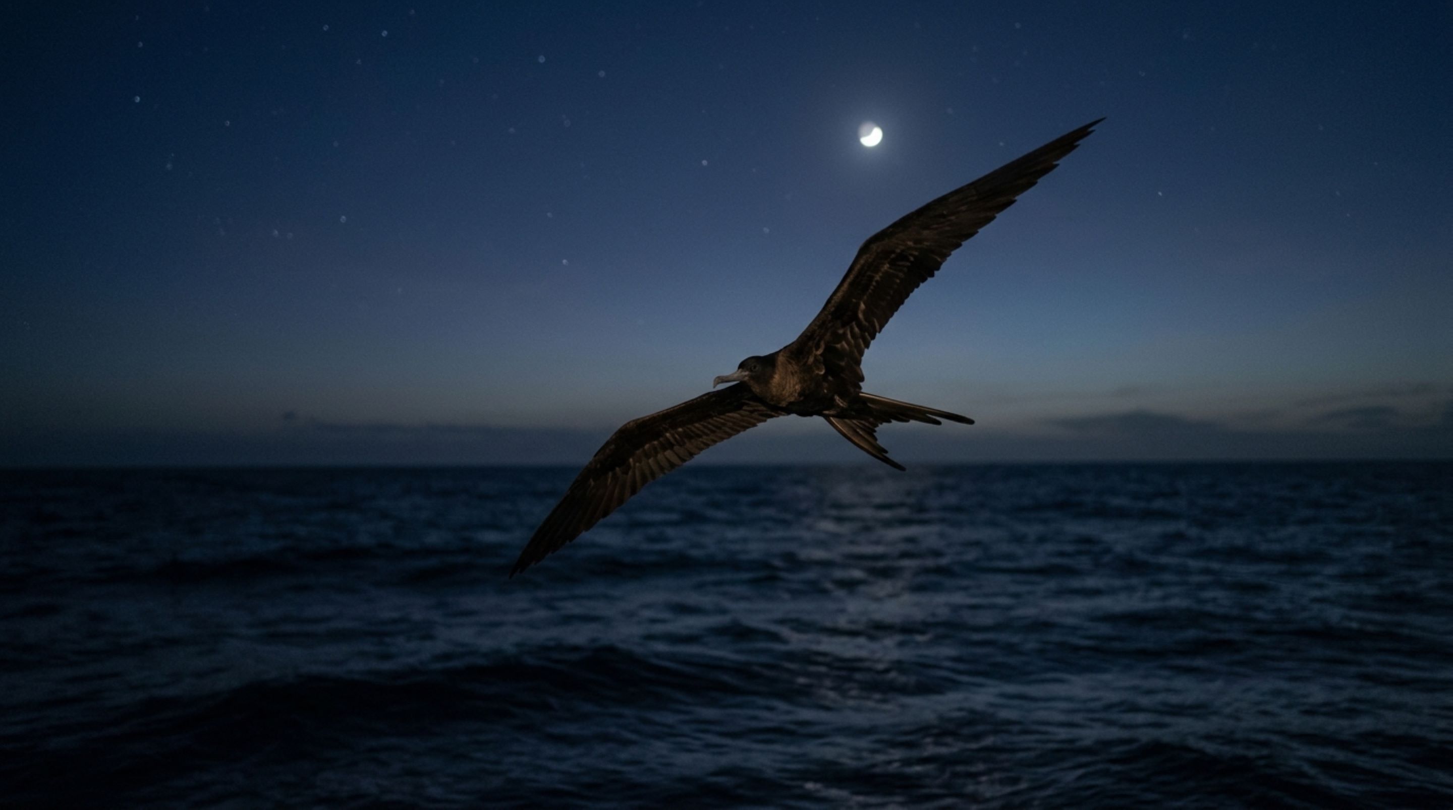 O pássaro que consegue dormir enquanto permanece voando e utiliza períodos extremamente curtos de sono durante longas jornadas sobre o oceano