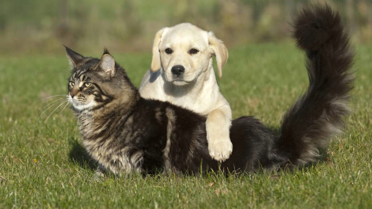 Entrou em vigor: a Lei de Bem-Estar Animal proíbe donos de cães e gatos de usarem qualquer dispositivo, mecanismo ou utensílio destinado a limitar ou dificultar sua mobilidade
