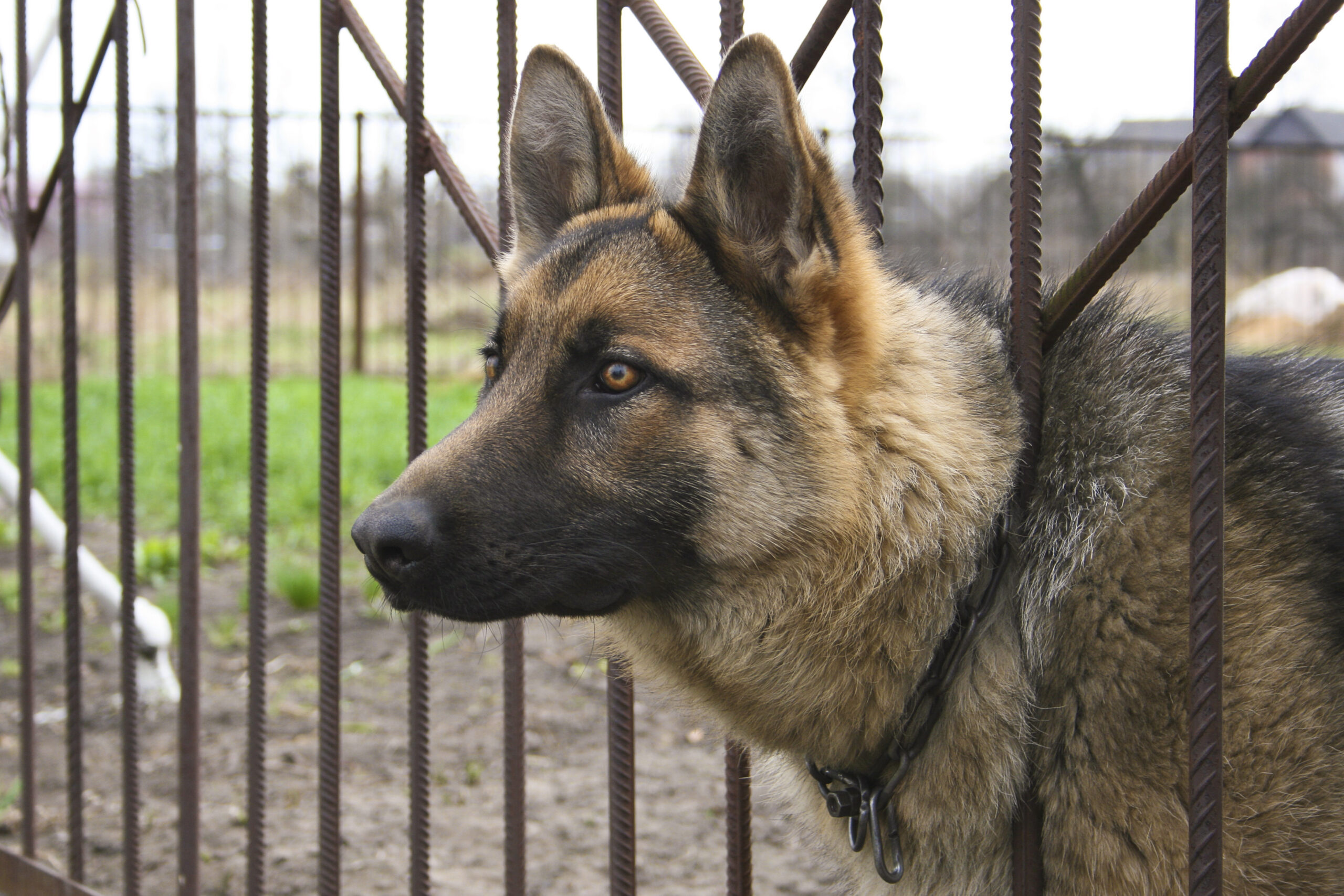União deve indenizar servidor atacado por cães em fiscalização