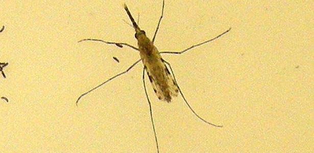 Anvisa autoriza testes em humanos de vacina brasileira contra tipo mais comum de malária