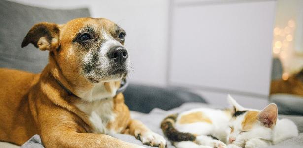 Remédio de 4 patas: como cães e gatos blindam o coração e a saúde mental