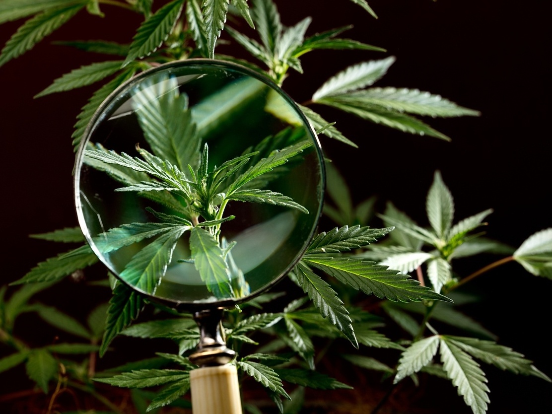 Creepy: como é a maconha mais potente de todas que causa efeito assustador