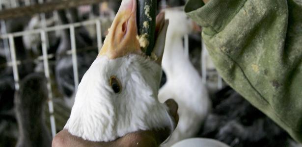 Tubo na garganta para engorda: como é feito o foie gras, proibido no Brasil