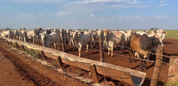Brasil precisa modernizar pecuária para cumprir meta climática