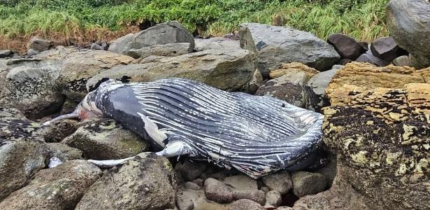 Baleia-jubarte é encontrada morta entre pedras em praia de Santa Catarina