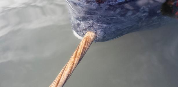 'Chifre' do narval: cientistas respondem mistério do 'unicórnio do mar'