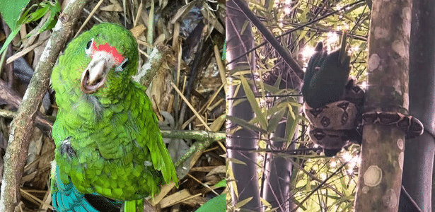 Filhote de papagaio ameaçado de extinção é resgatado após ataque de jiboia