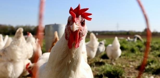 México suspende importação de frango do Brasil após surto de doença aviária
