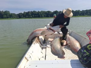 Estudo aponta que Amazônia possui apenas uma espécie de pirarucu