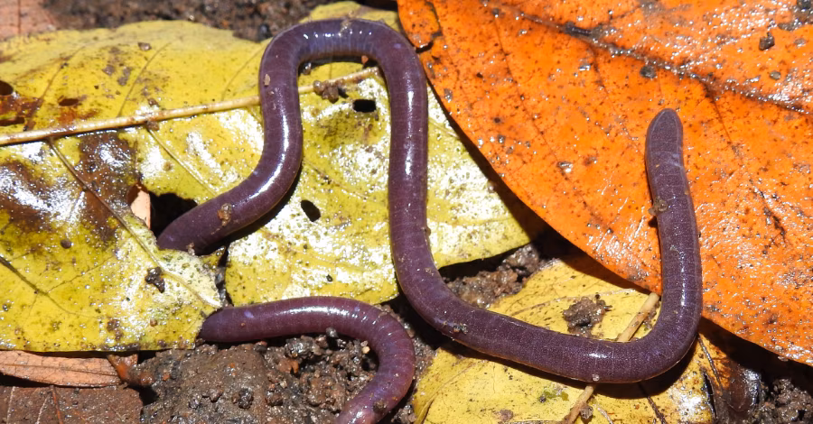 Pesquisador do Acre integra estudo que revelou ‘cobra-cega?