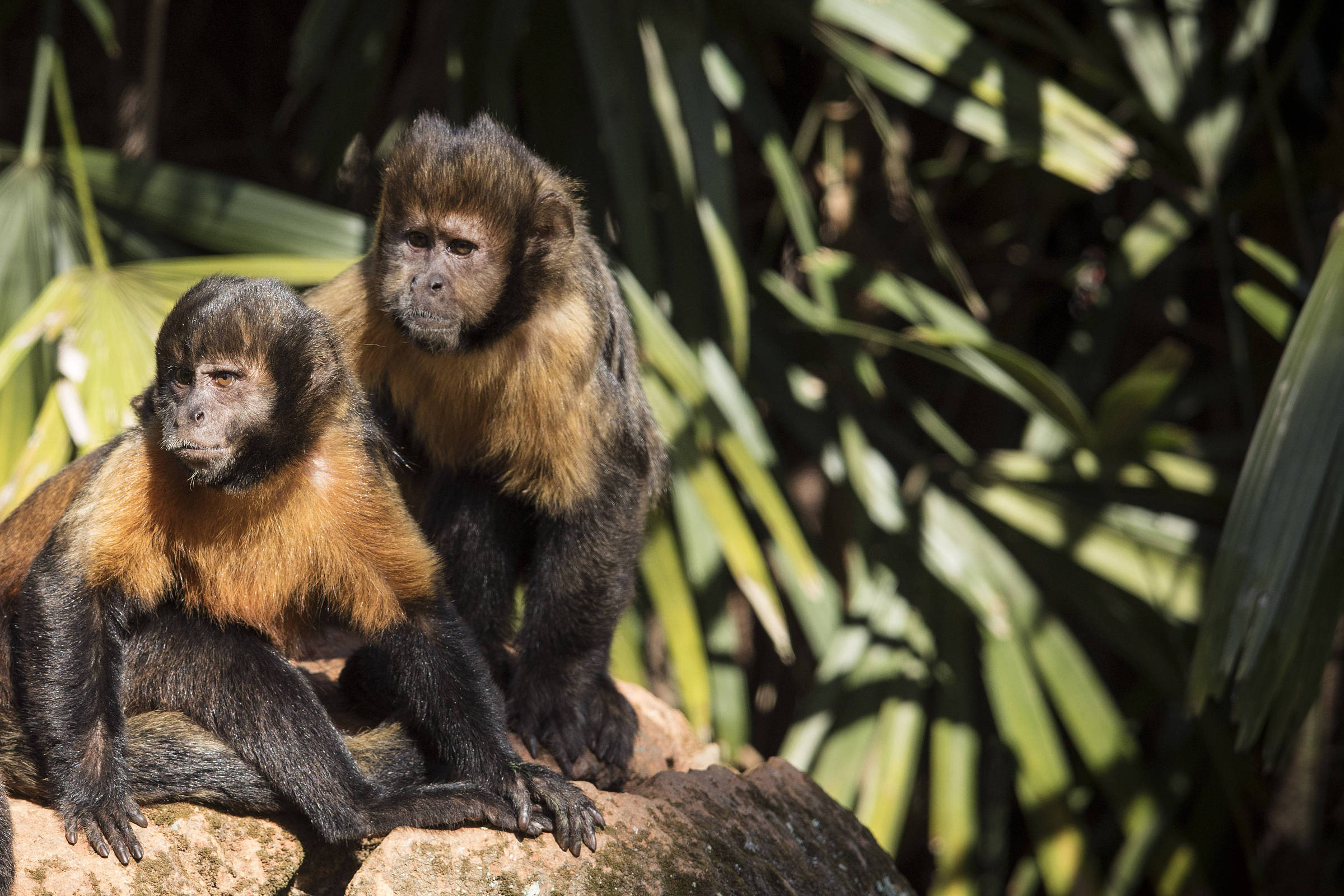 'Paisagem do medo' faz macacos e elefantes mudarem rotas para evitar caçadores