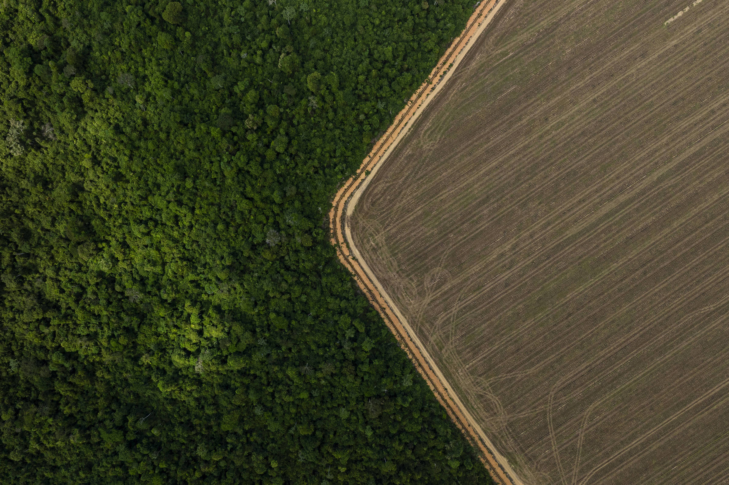 Fabricante do Ozempic faz acordo com Re.green para restauração da amazônia