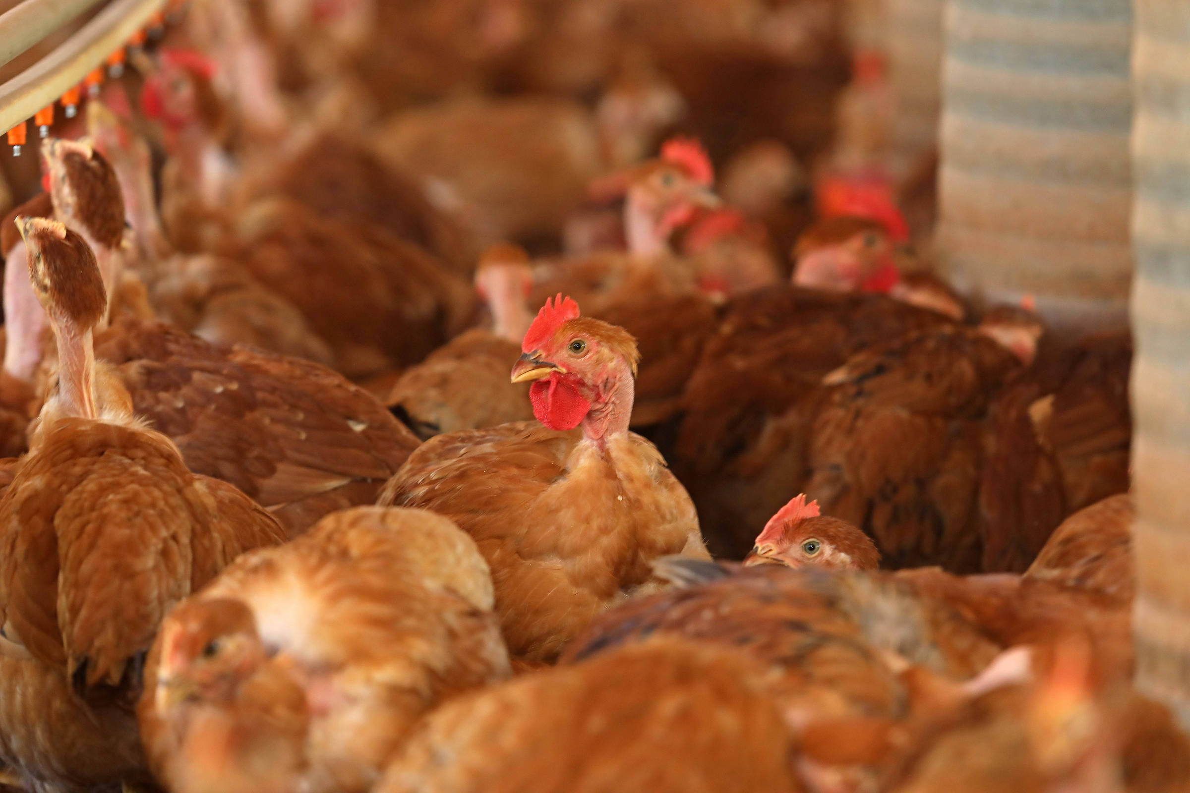 Brasil vai retomar exportações de carne de frango à Europa, diz secretário