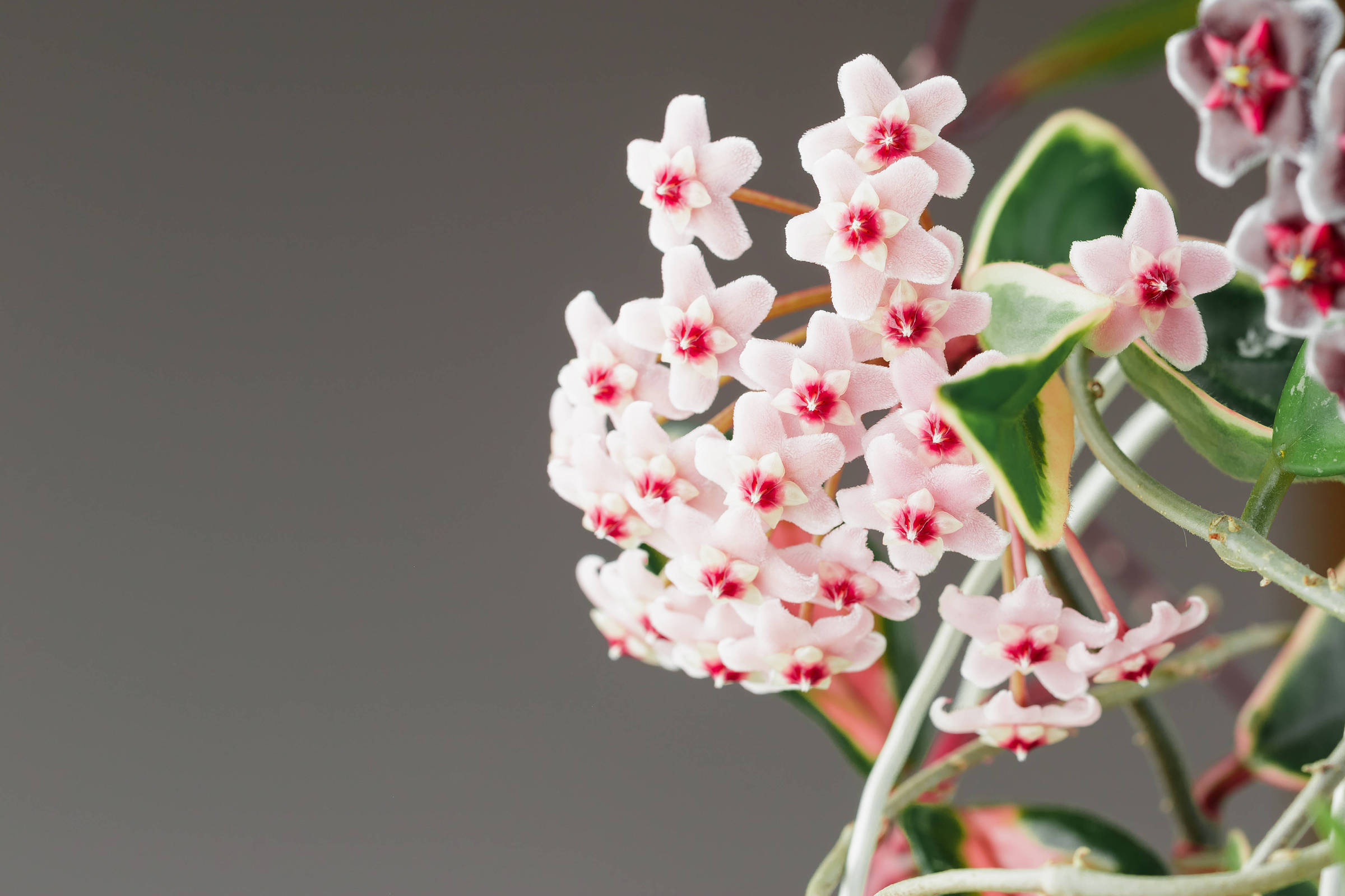 Tudo + um pouco: Como cultivar flor-de