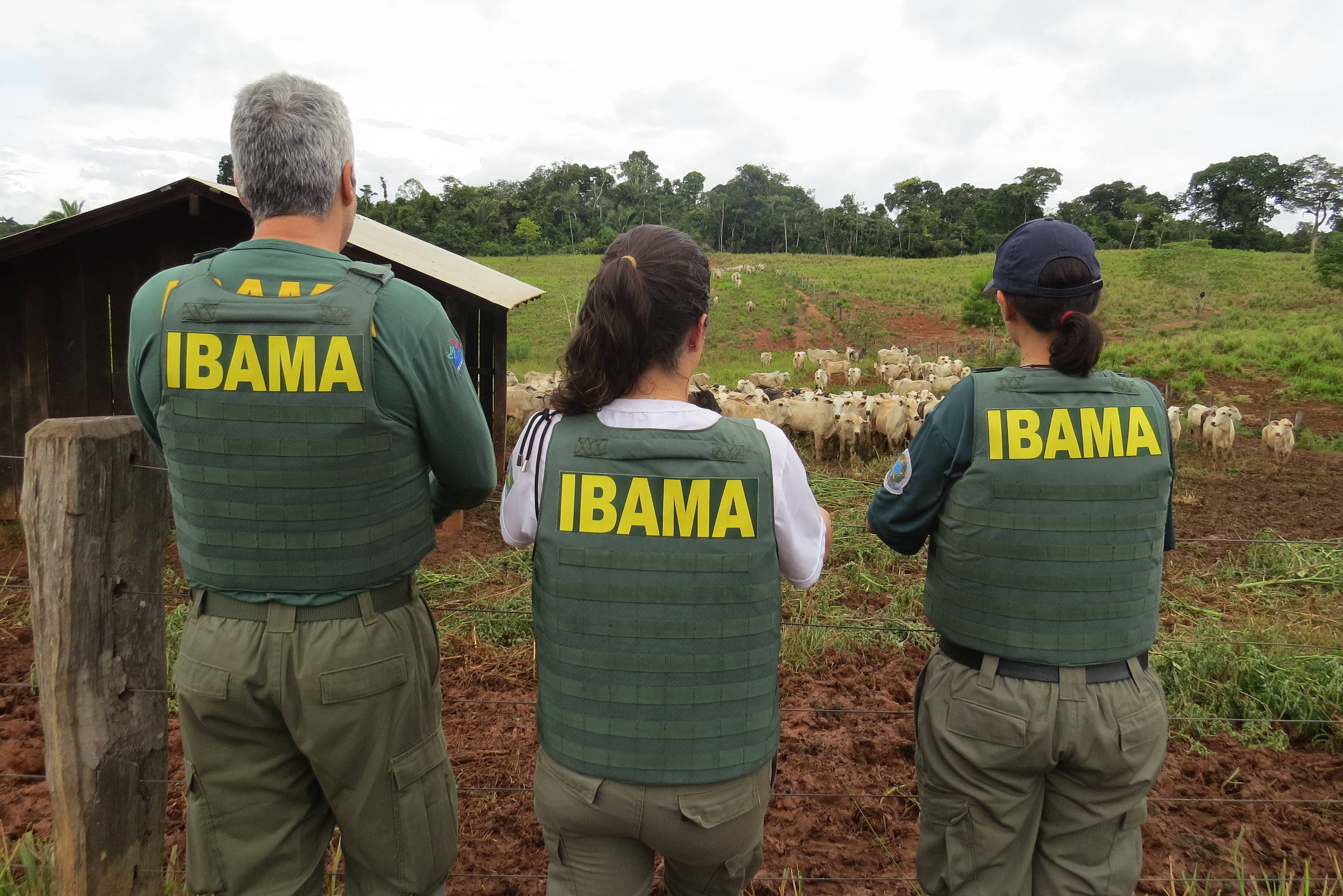 Ibama faz primeiro leilão de gado apreendido em área desmatada
