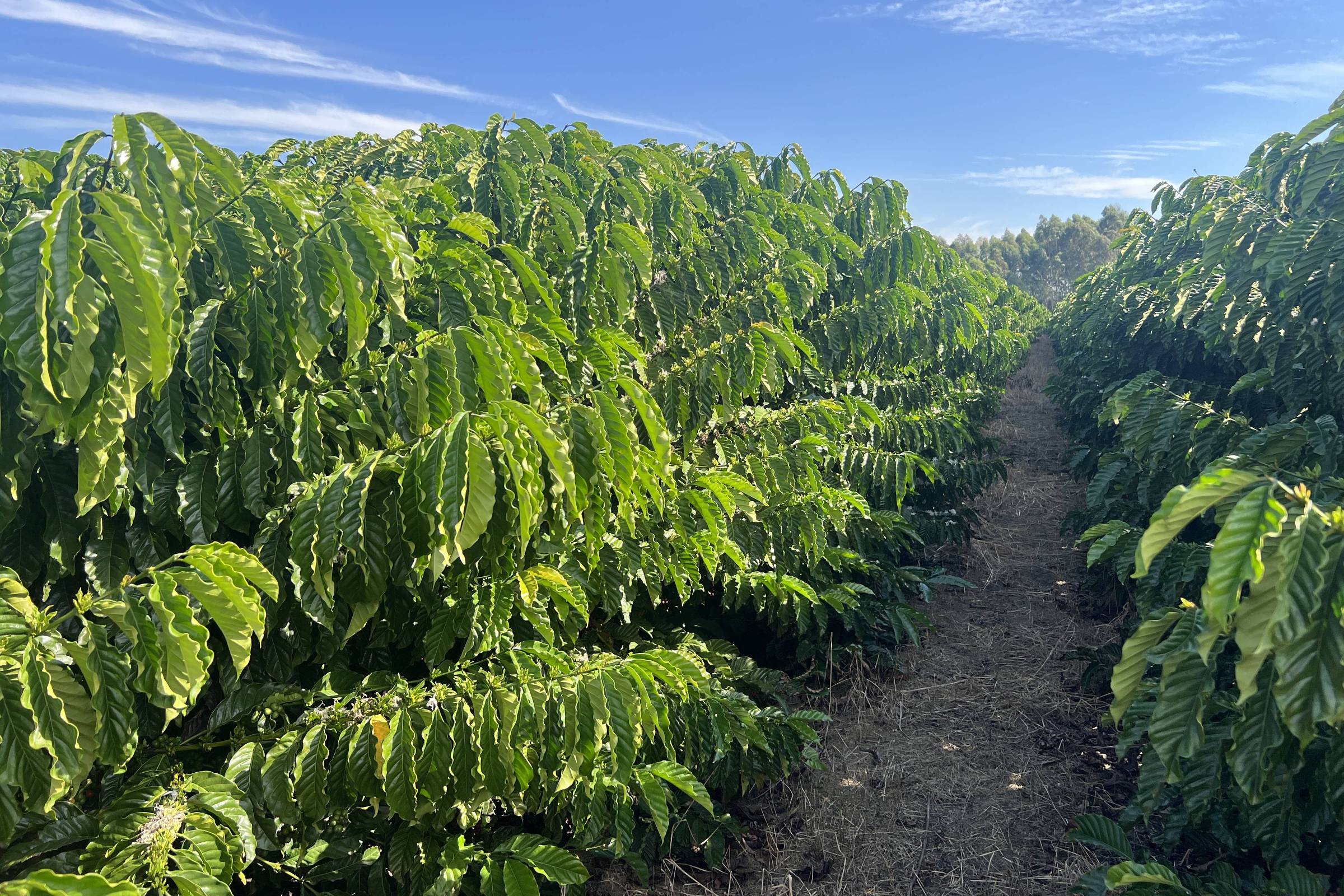 Mudanças climáticas elevam preço do café e ameaçam produção global
