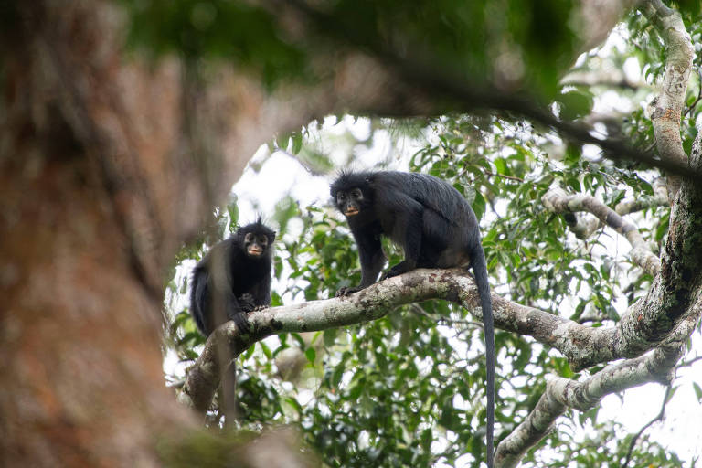 Macaco que emite som similar ao de sapo é descoberto em floresta no Congo