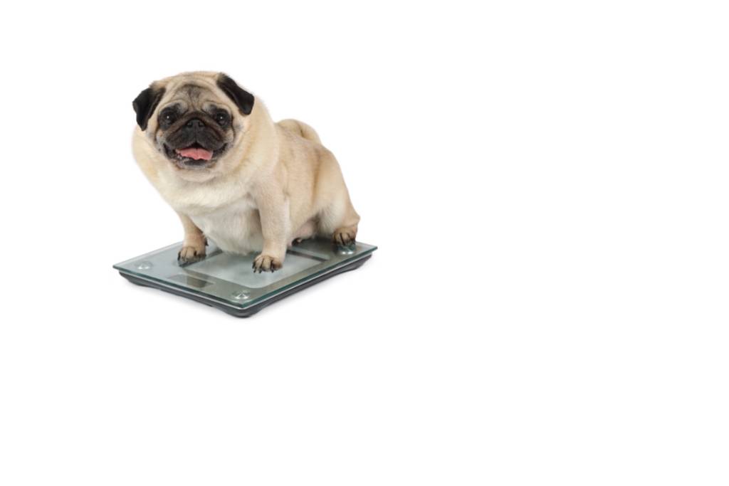 Mônica Bergamo: Empresa apelida suplemento de 'mounjaro para cães' e vê fila pelo produto