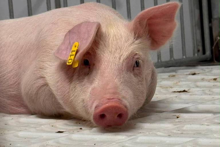 Morre porco clonado em projeto da USP para transplante de órgãos em humanos