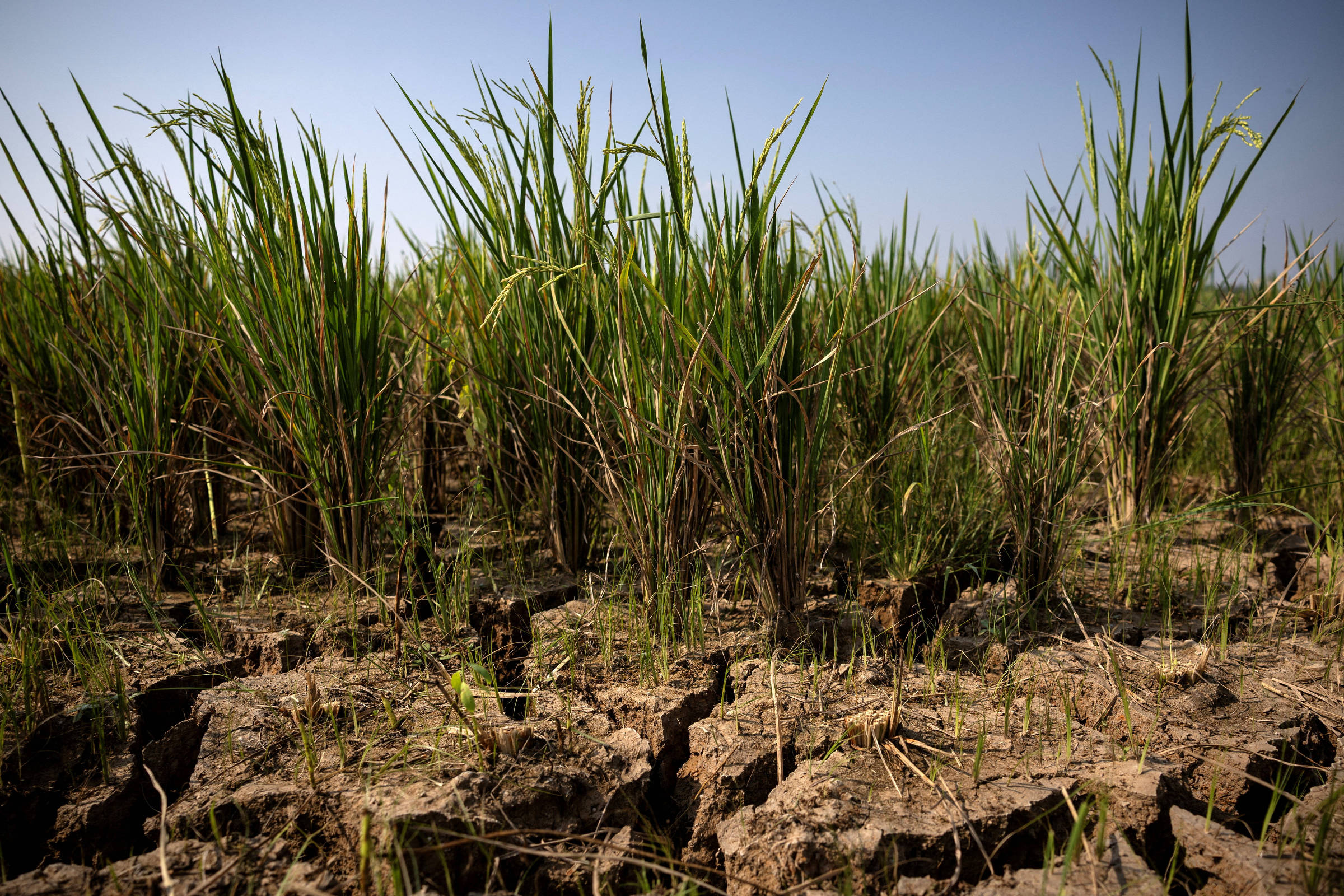 El Niño ameaça produção das commodities mais negociadas