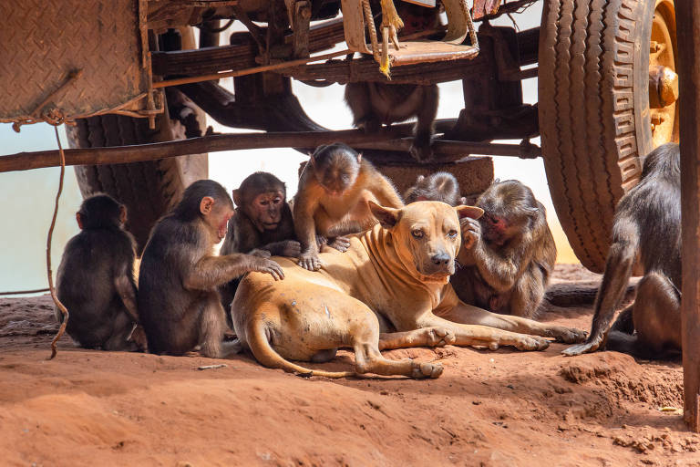 Macacos e outros primatas parecem interagir com alguns bichos como se fossem seus pets