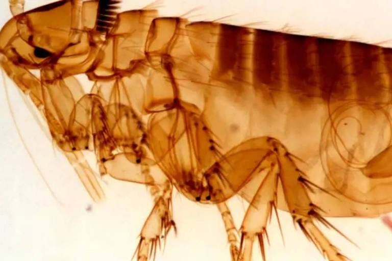 Peste: a doença medieval que nunca desapareceu
