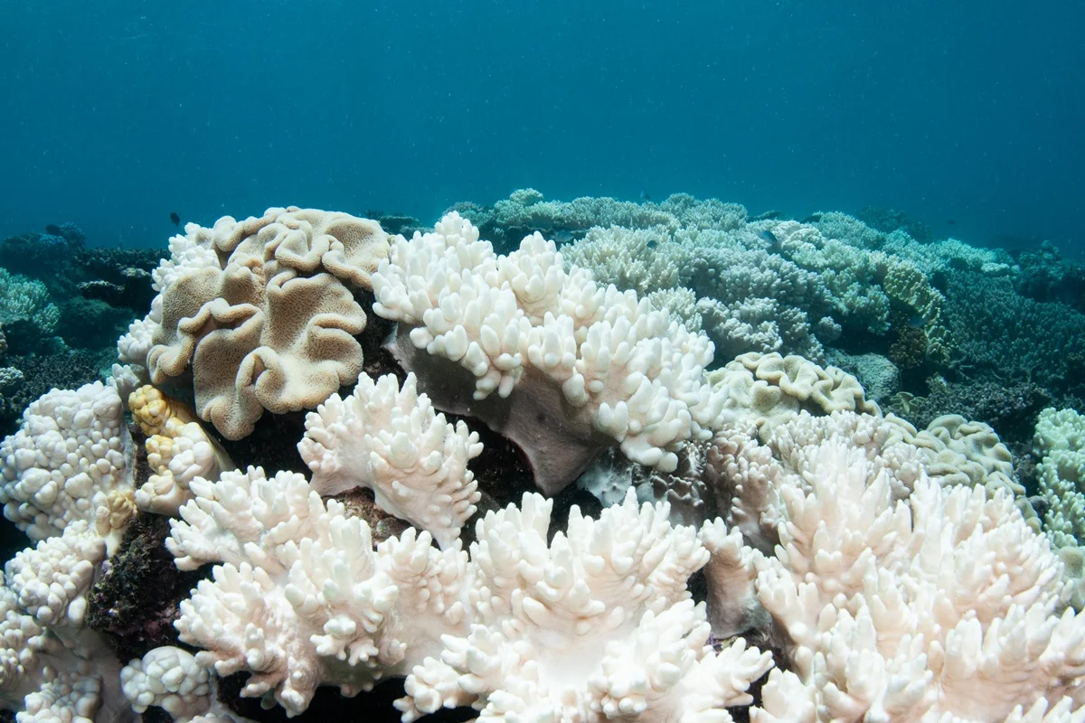 Aquecimento global pode causar o desaparecimento de corais endêmicos