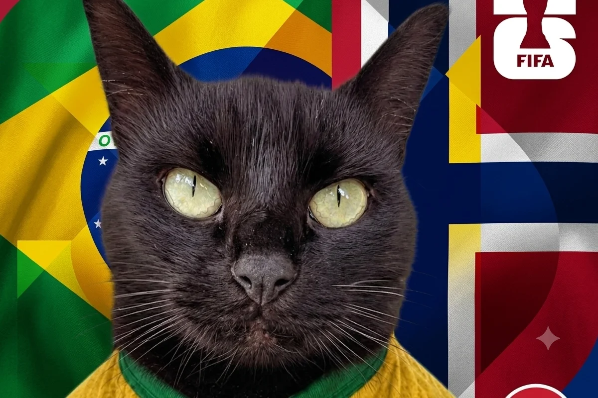 Gato vidente que acertou vitórias do Brasil faz palpite contra Noruega